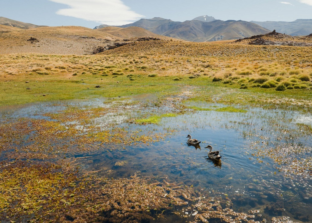 imagen Un reporte científico propone estrategias para detener y revertir la pérdida de biodiversidad