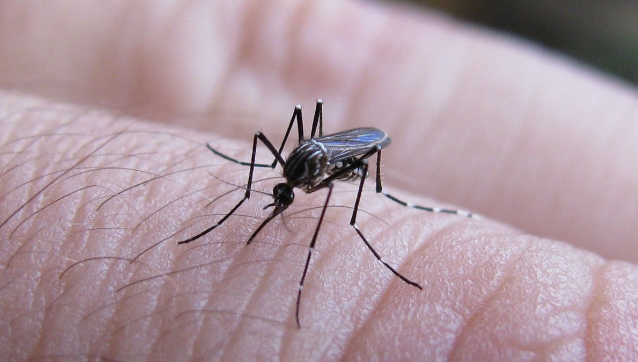 imagen Esterilización del mosquito del dengue, una técnica en la que Mendoza avanza para controlar la enfermedad