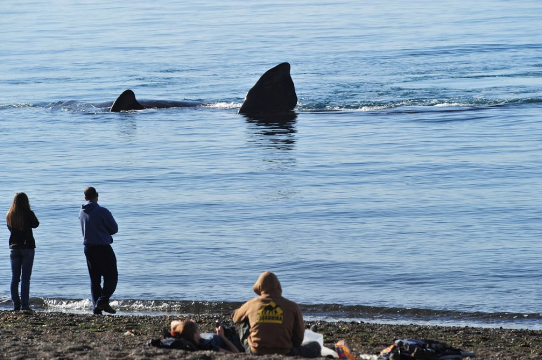 imagen Llegaron a Puerto Madryn las primeras ballenas del año