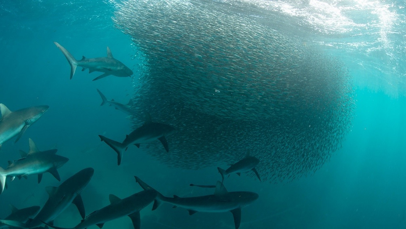 imagen Las olas de calor marinas tienen un "efecto mínimo" sobre la abundancia de peces