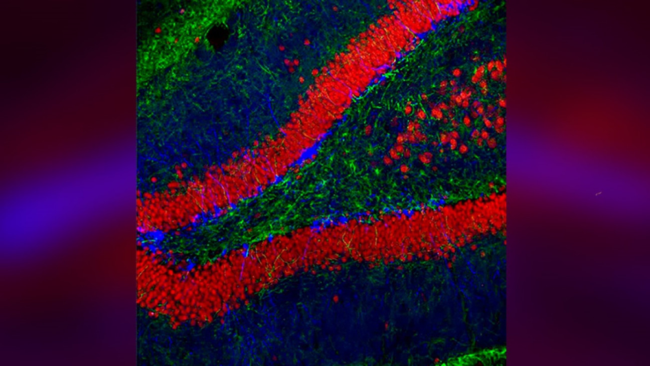 imagen Identifican mecanismos biológicos que permiten la recuperación de recuerdos