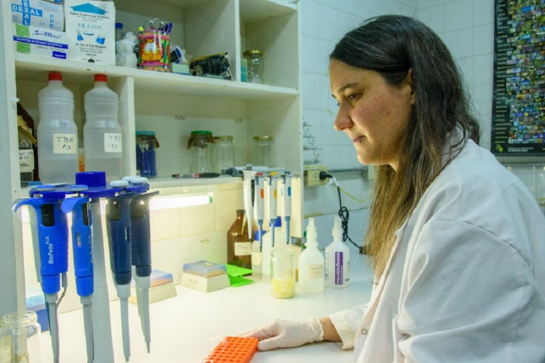 imagen Secuenciar el genoma de la lagartija, la llave para que las especies subsistan al cambio climático
