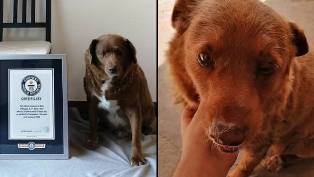 imagen "Bobi", un perro de Portugal, fue designado como el más longevo por la organización Guinness