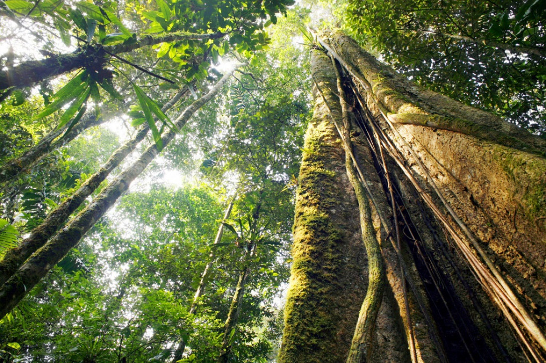 imagen Día Internacional de los Bosques: por qué son fundamentales para la salud