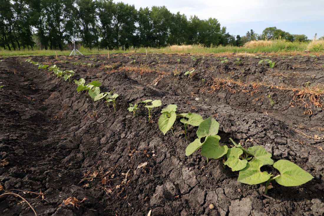 imagen La forma de producir alimentos y el mal uso del suelo ponen en riesgo el futuro del agua en Mendoza 