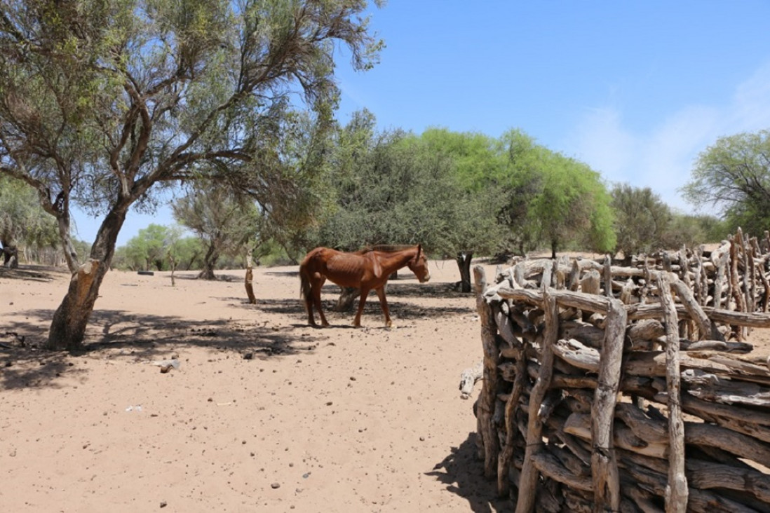 imagen Un informe determinó que Mendoza tiene casi un millón y medio de hectáreas de bosque nativo