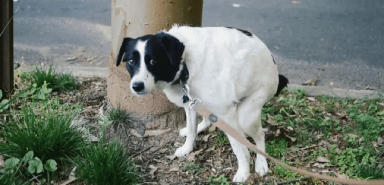 imagen Caca de mascotas en la vía pública, un problema que no se dimensiona 