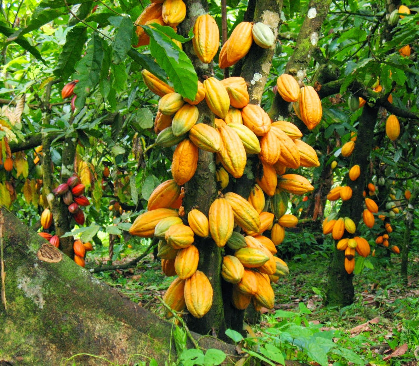 imagen Cacao, la semilla divina