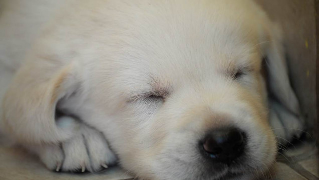 imagen Una familia mendocina regaló cachorritos de labradores a chicos con discapacidad