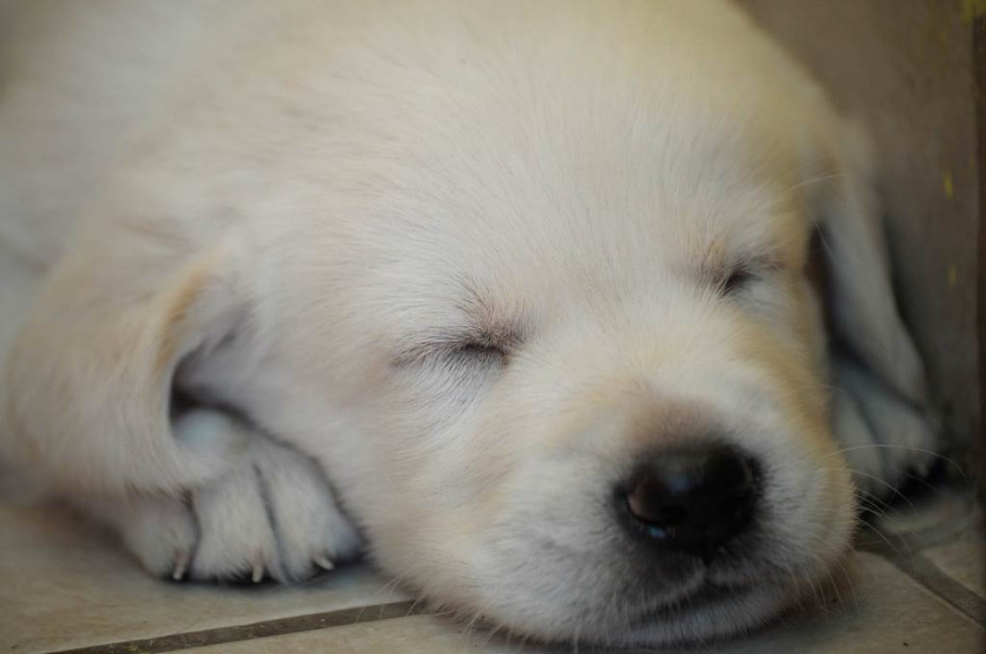 imagen Una familia mendocina regaló cachorritos de labradores a chicos con discapacidad