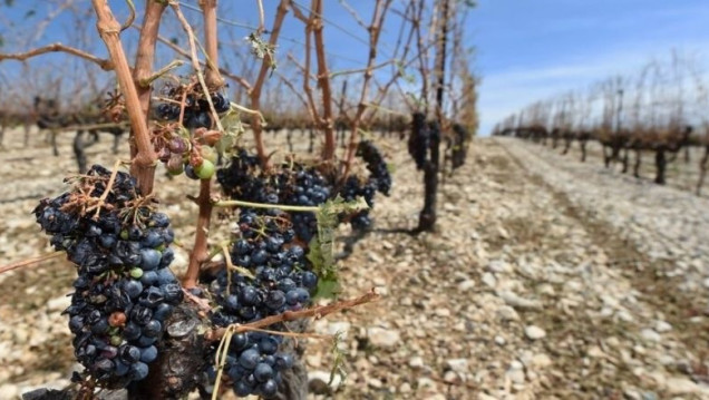 imagen El fenómeno de La Niña trajo serios inconvenientes para la vitivinicultura mendocina 