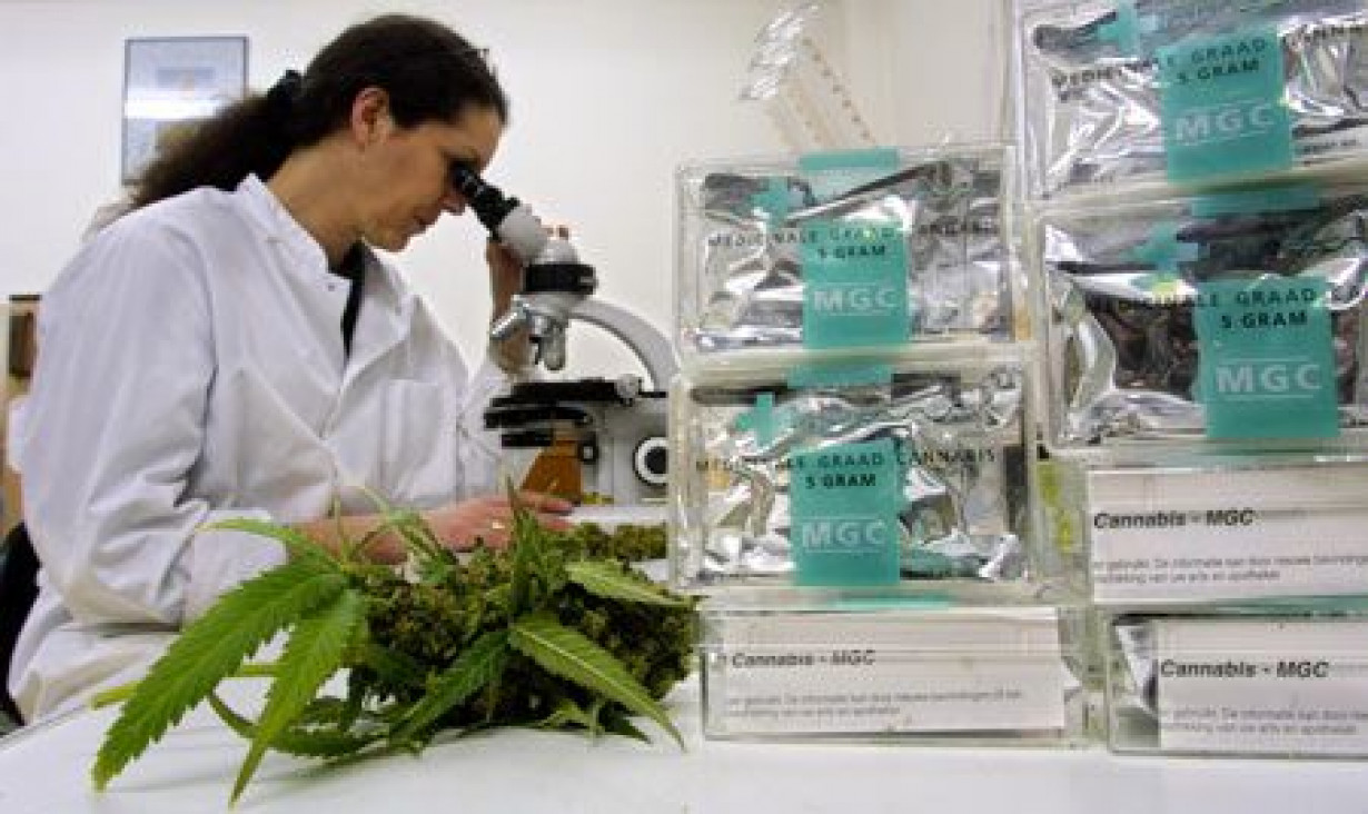 imagen Cannabis medicinal: cómo es la espera de la aprobación 