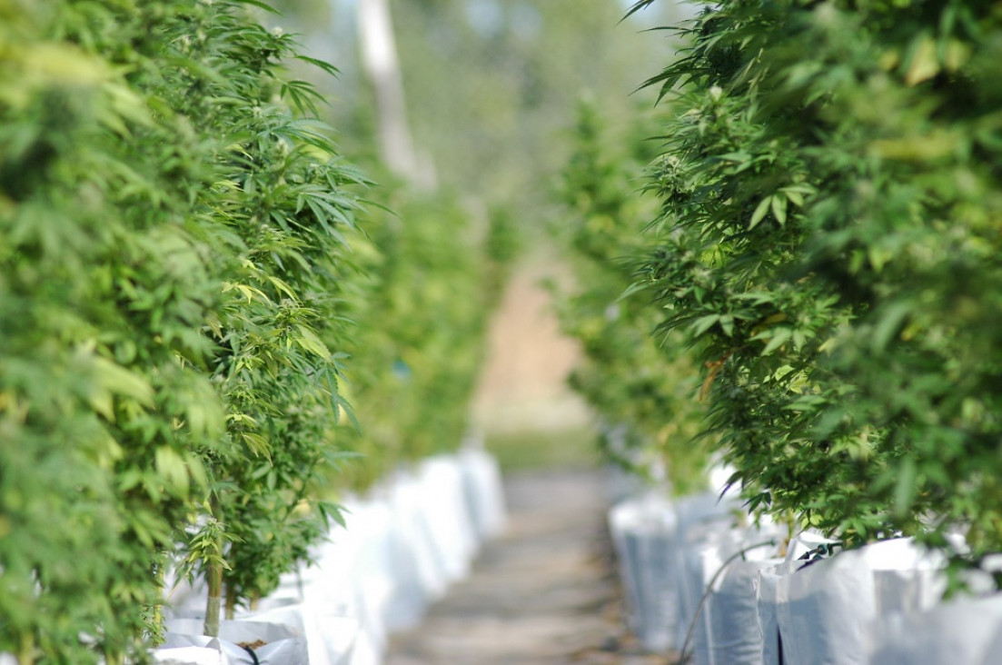imagen Cannabis medicinal: el Gobierno autorizó a las ONG a cultivar plantas para 150 pacientes 