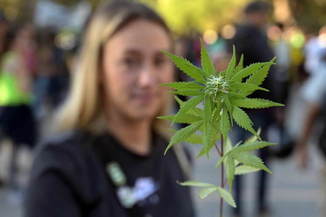 imagen Cannabis medicinal: la Corte determinó que el autocultivo debe ser controlado, pero no penalizado