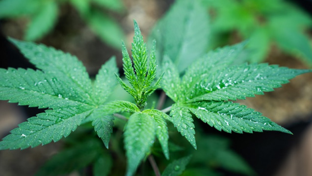 imagen El boom comercial del universo del cannabis 