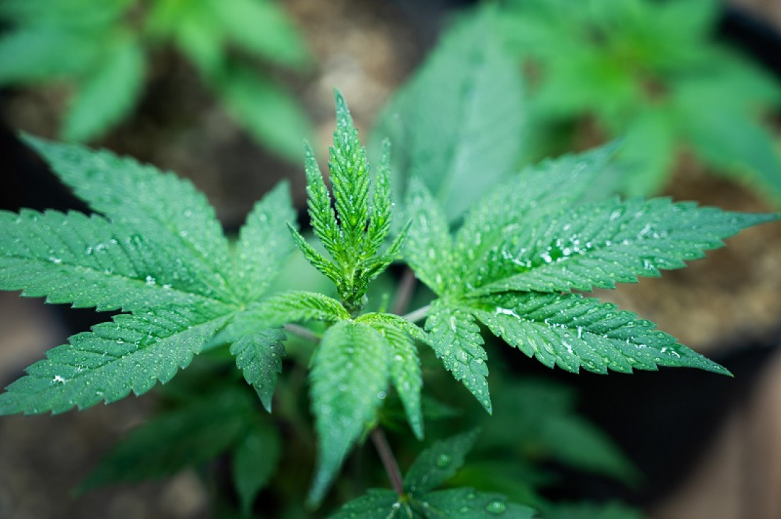 imagen El boom comercial del universo del cannabis 