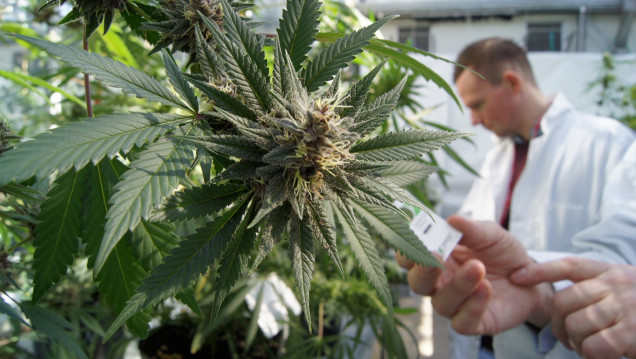 imagen Se promulgó la ley de cannabis medicinal