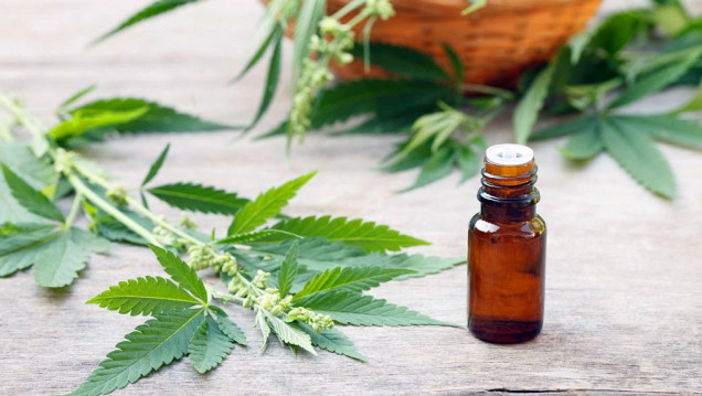 imagen Autorizaron por primera vez el cultivo domiciliario de cannabis medicinal