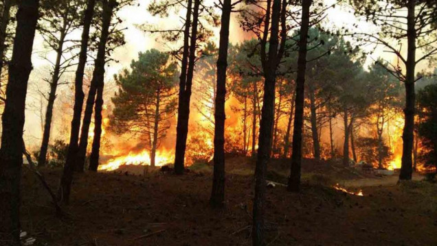 imagen Estiman que la recuperación del bosque llevará 30 años