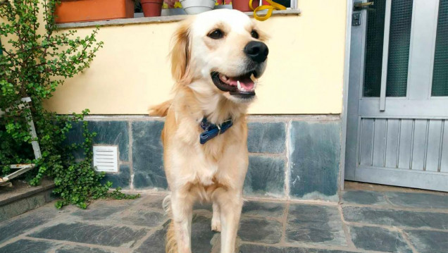 imagen Identifican moléculas capaces de predecir los efectos de un tratamiento en perros con tumores
