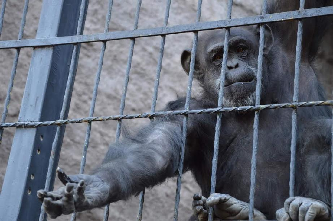 imagen La chimpancé Cecilia será trasladada a un santuario de Brasil