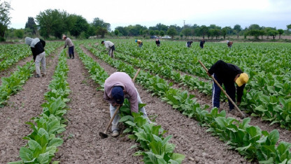 imagen Trabajo infantil: analizarán la realidad de familias que van a la finca con niños y niñas