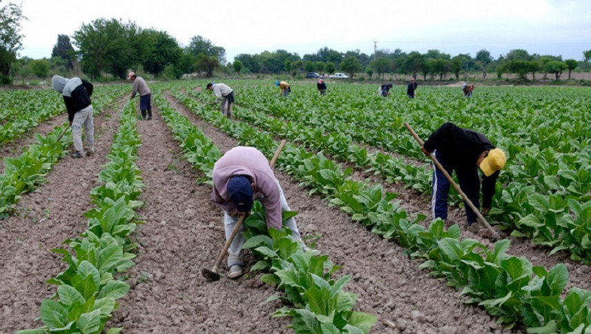 imagen Trabajo infantil: analizarán la realidad de familias que van a la finca con niños y niñas