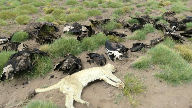 imagen Prisión domiciliaria para el presunto envenenador de los cóndores