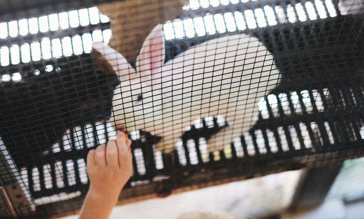 imagen Equipo científico de Argentina desarrolla tecnología para reemplazar el uso de animales en laboratorio