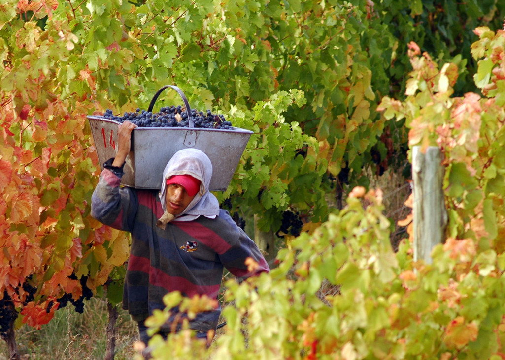 imagen Viñateros advierten que el impuesto al vino "minará" la industria local
