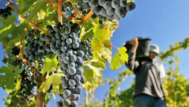 imagen Inspeccionaron fincas y bodegas: cómo sigue la cosecha