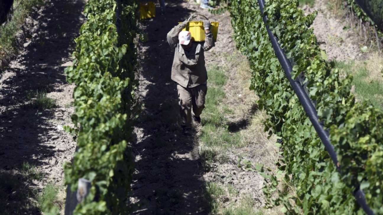 imagen Unos 400 productores vitícolas ya tramitan el crédito de cosecha y acarreo