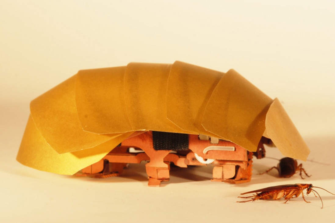 imagen Para salvar vidas, estudian por qué es tan difícil matar a una cucaracha