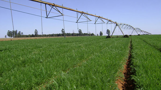imagen La horticultura y el recurso hídrico en Mendoza