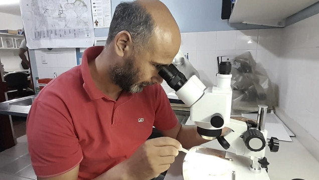 imagen Ante la amenaza de un nuevo brote de dengue, ¿qué sabemos del Aedes aegypti?