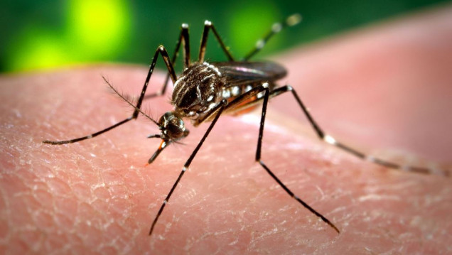 imagen Dengue: aseguran que Mendoza tiene el equipamiento necesario