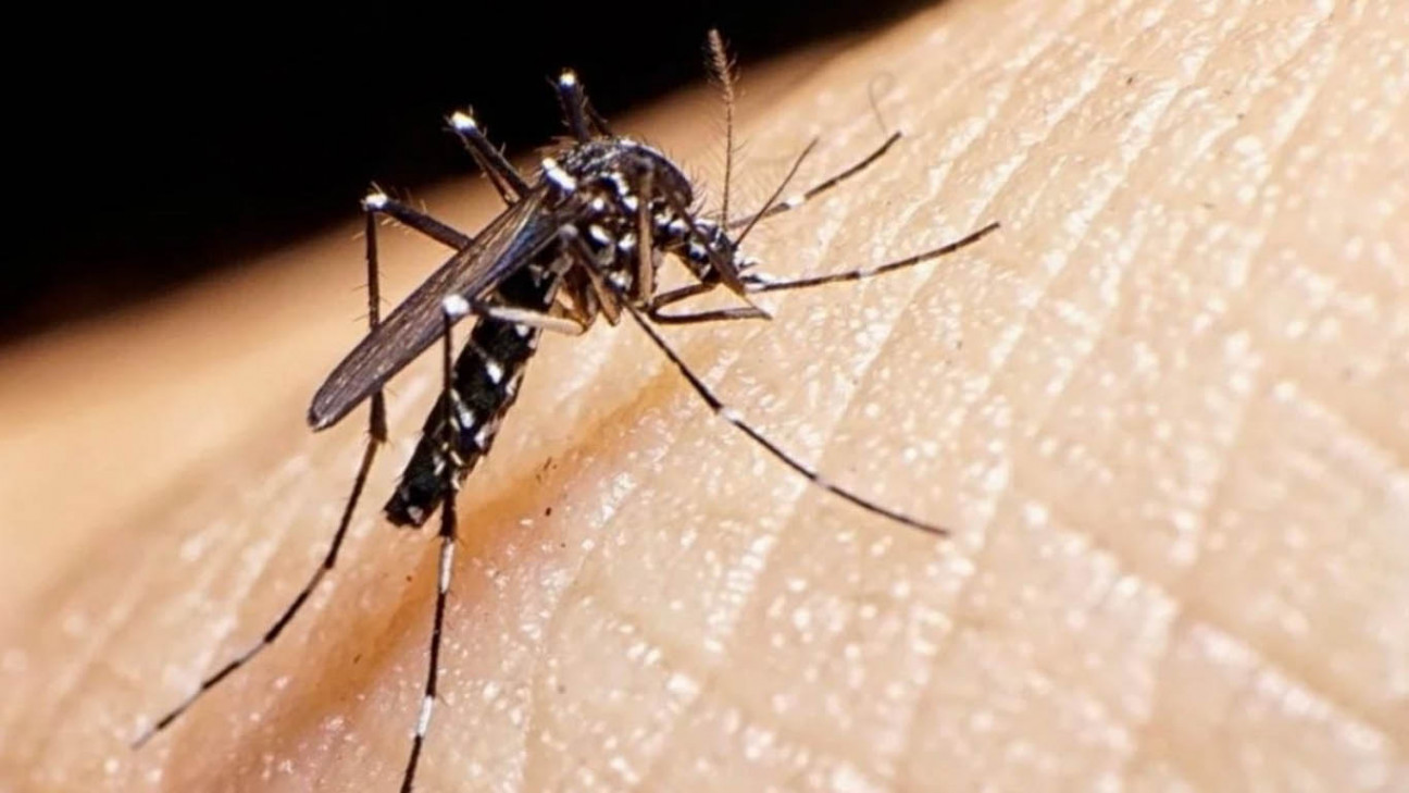 imagen Dos muertos y 526 casos confirmados de dengue en Córdoba