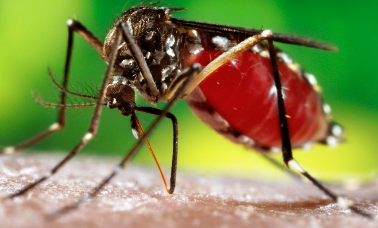 imagen Confirmaron nuevos casos de dengue en la provincia
