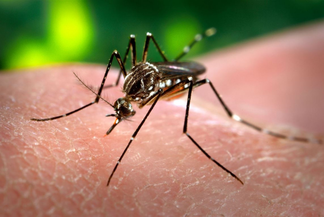 imagen Confirman casos autóctonos de dengue en Buenos Aires
