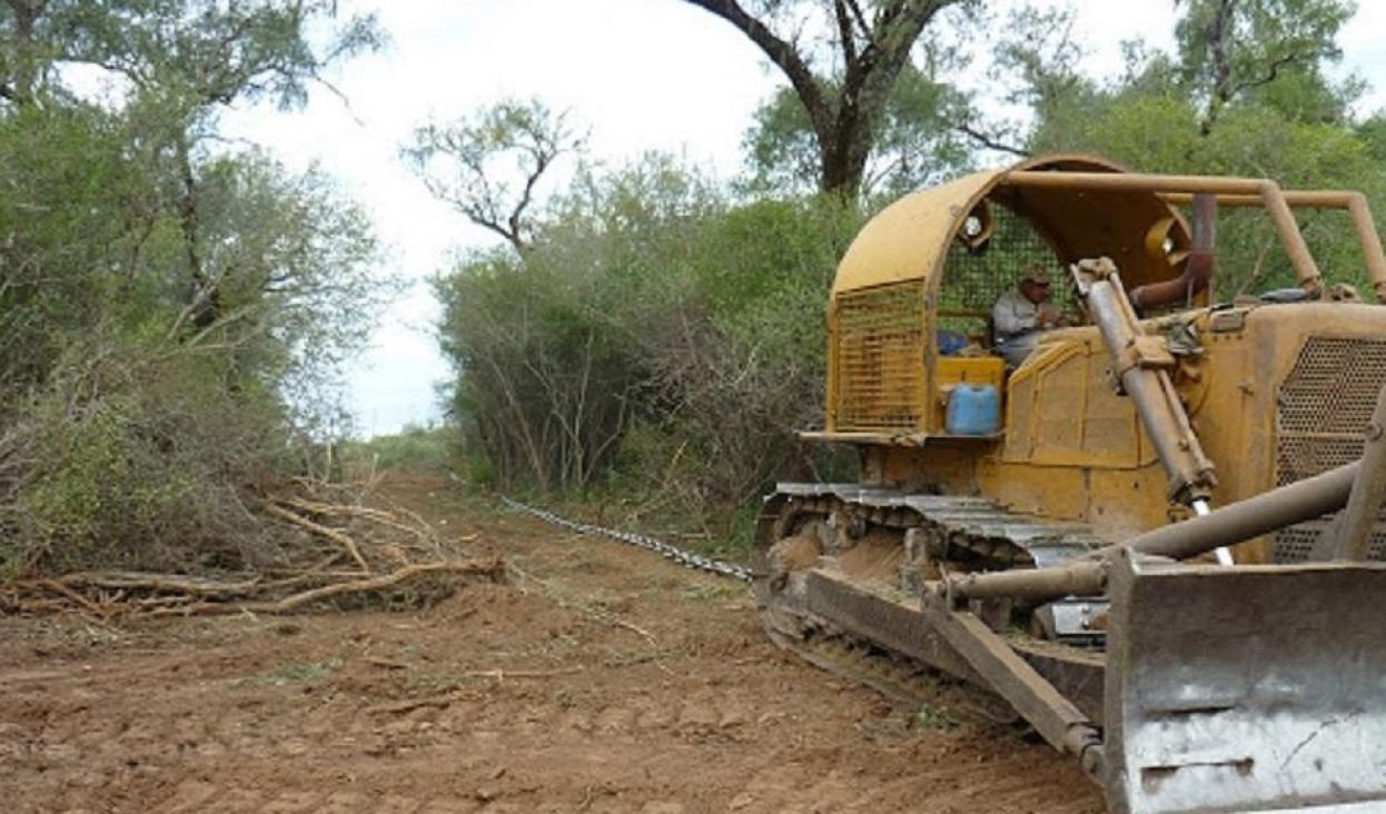 imagen Desmonte: el norte argentino perdió 110 180 hectáreas de bosques nativos