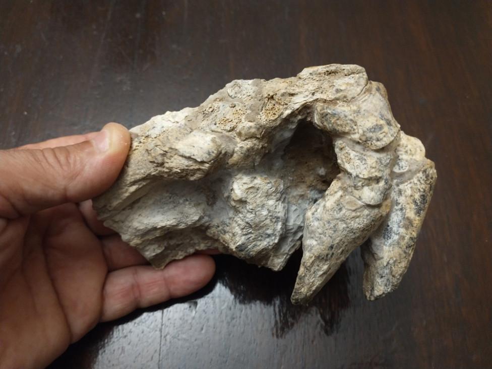imagen Encuentran manos y patas completos y articulados de un animal que vivió hace 500.000 años
