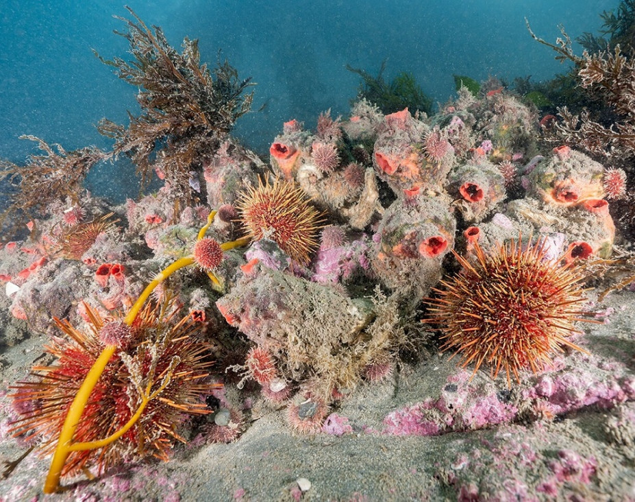 imagen Océanos en peligro: más de 2 mil millones de personas dependen de los ecosistemas marinos