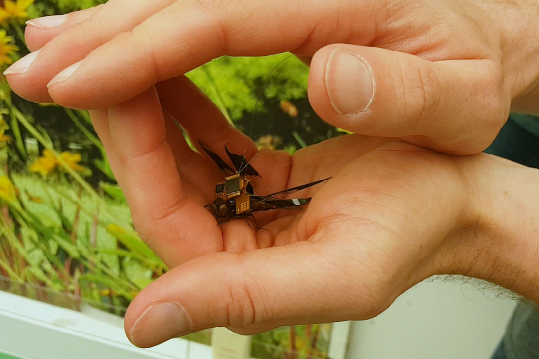imagen El dron más pequeño del mundo es una libélula "cíborg"