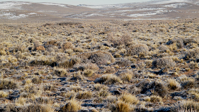 imagen Las gramíneas nativas forrajeras 
