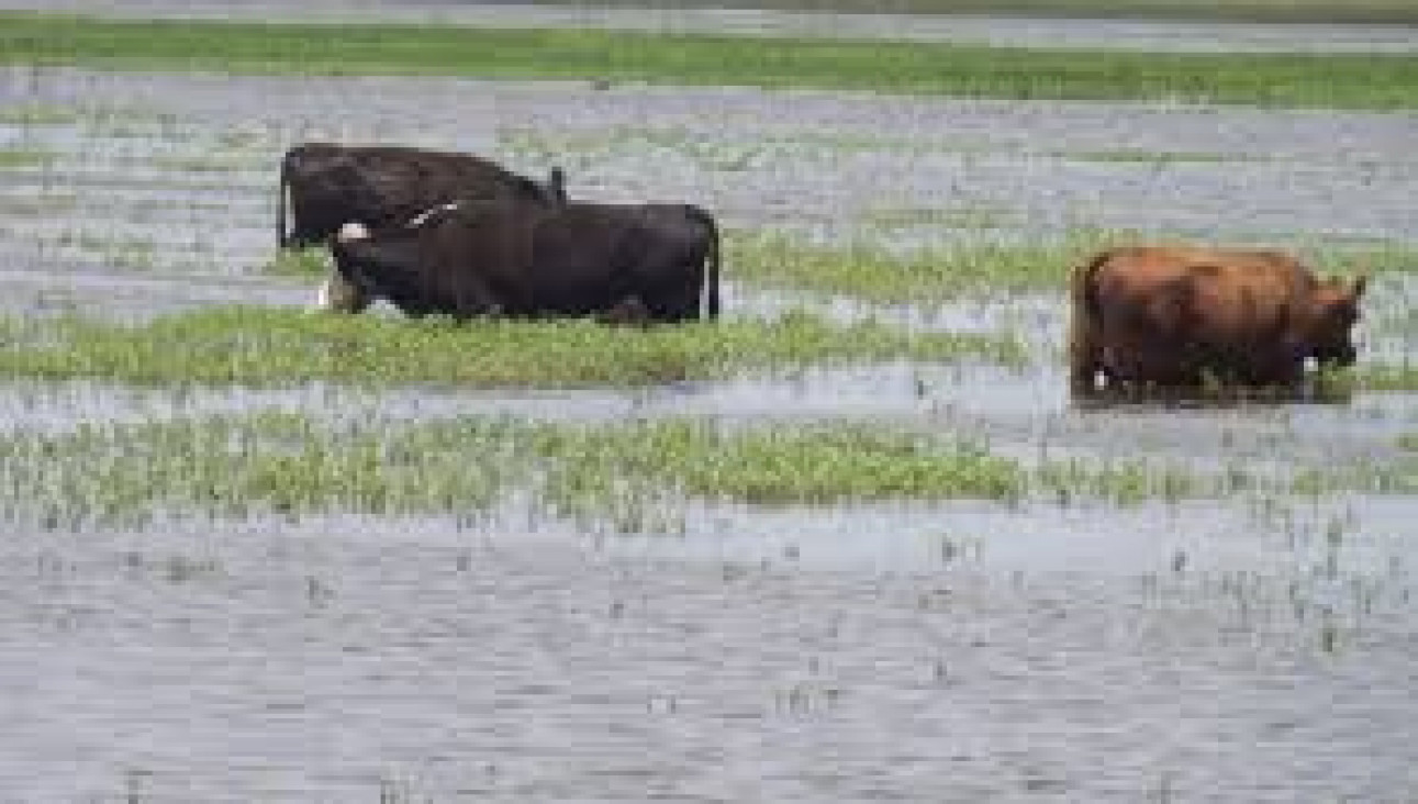 imagen Impulsan ley para aumentar el presupuesto destinado a la emergencia agropecuaria