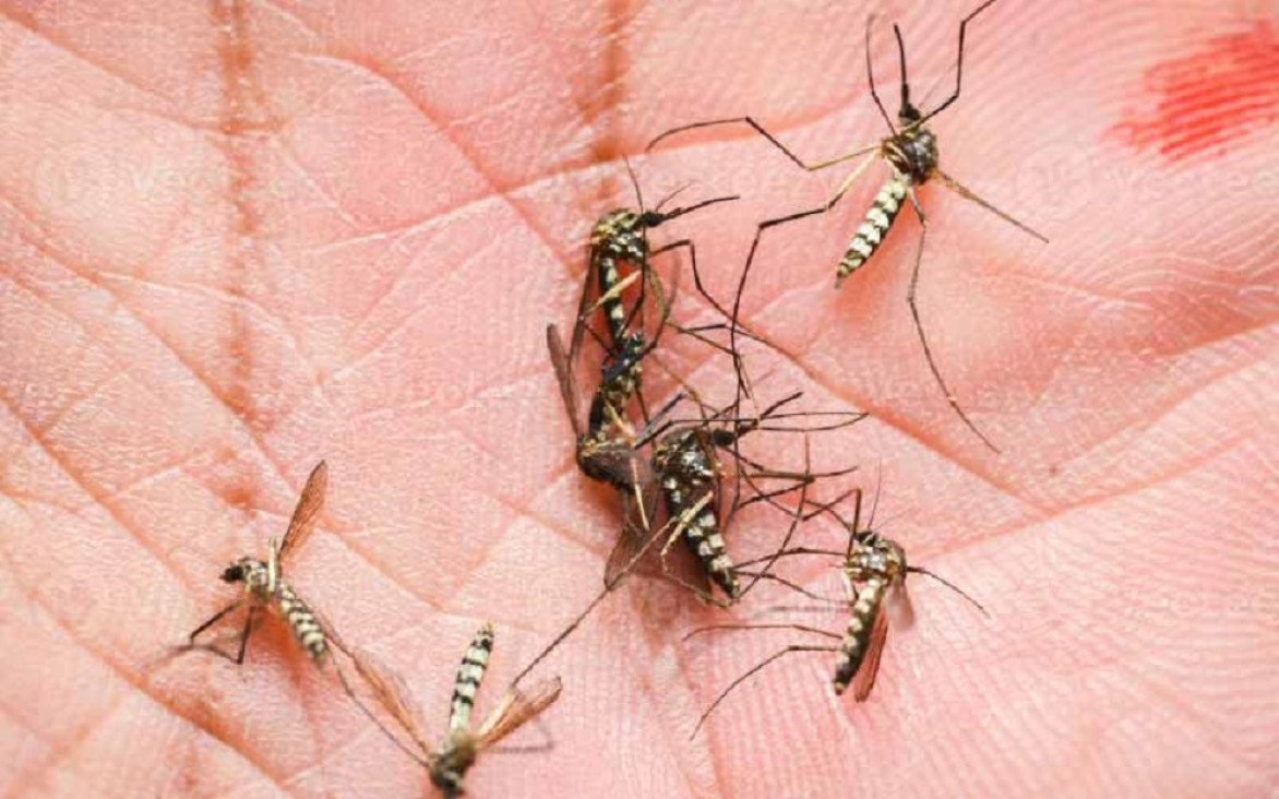 imagen Exponencial suba de casos de dengue: récords históricos y alerta para los próximos meses