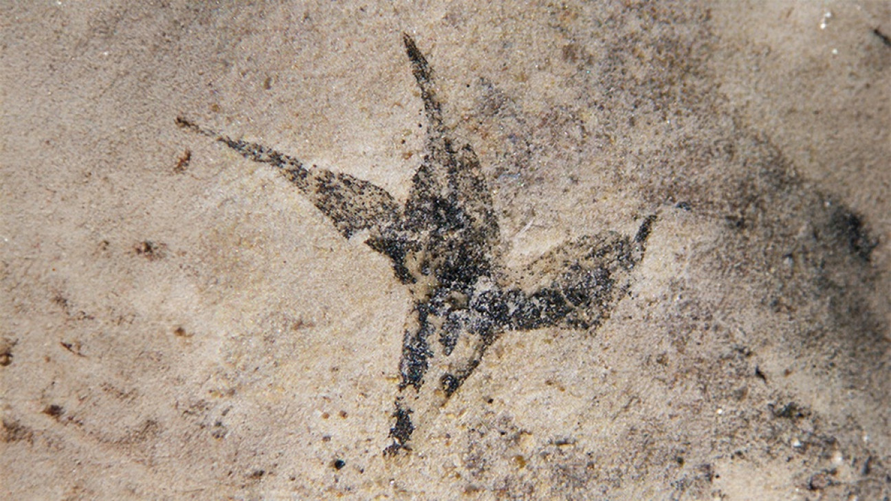 imagen "Pequeña estrella del sur": hallan la flor más antigua de Argentina