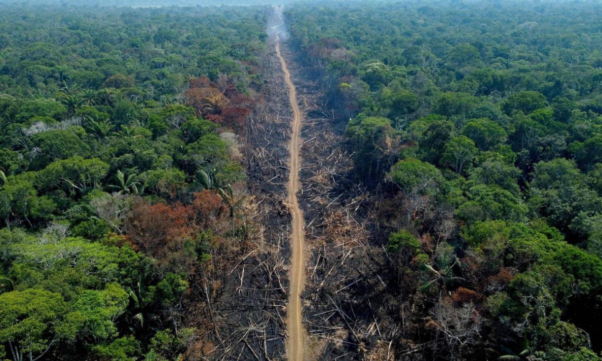 imagen La Tierra perdió áreas de selva equivalentes a una cancha de fútbol cada 5 segundos