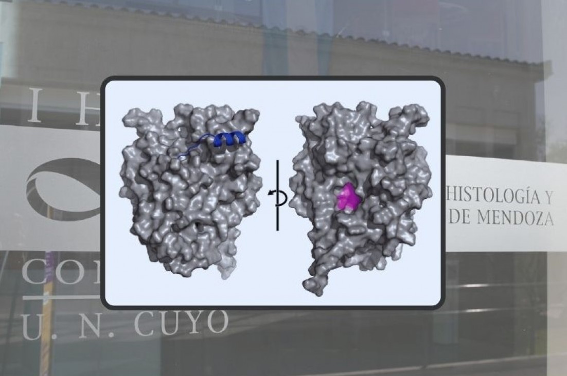 imagen El hilo que une a la UNCUYO con el Nobel de Química en el deslumbrante mundo de la IA
