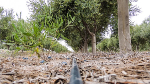 imagen Cómo ha sido el reordenamiento ecológico y territorial del olivo en Cuyo
